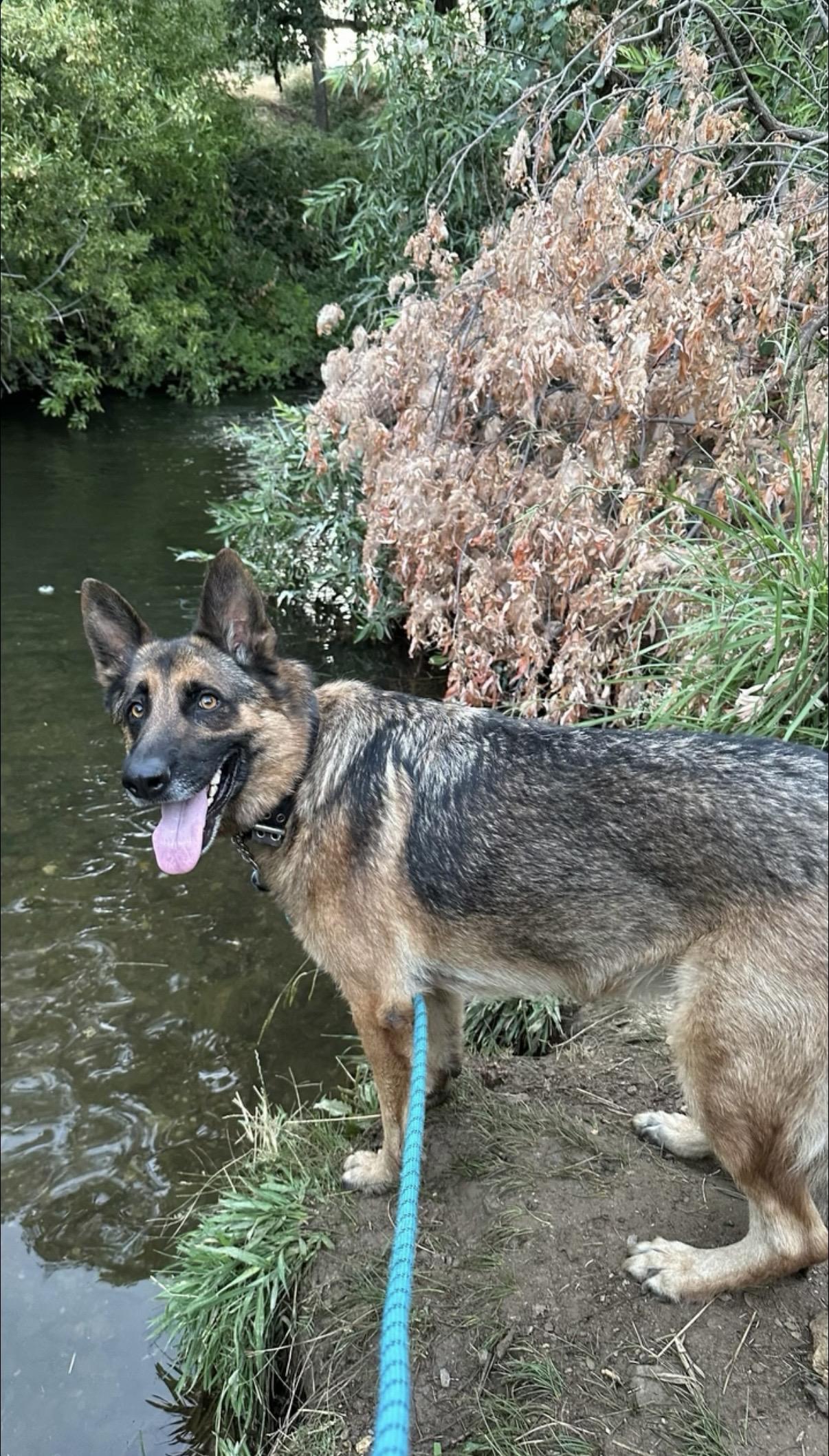 Enlarge Kenji (Owner Assist), a Adoptable mixed breed in Tracy, CA image 1/4