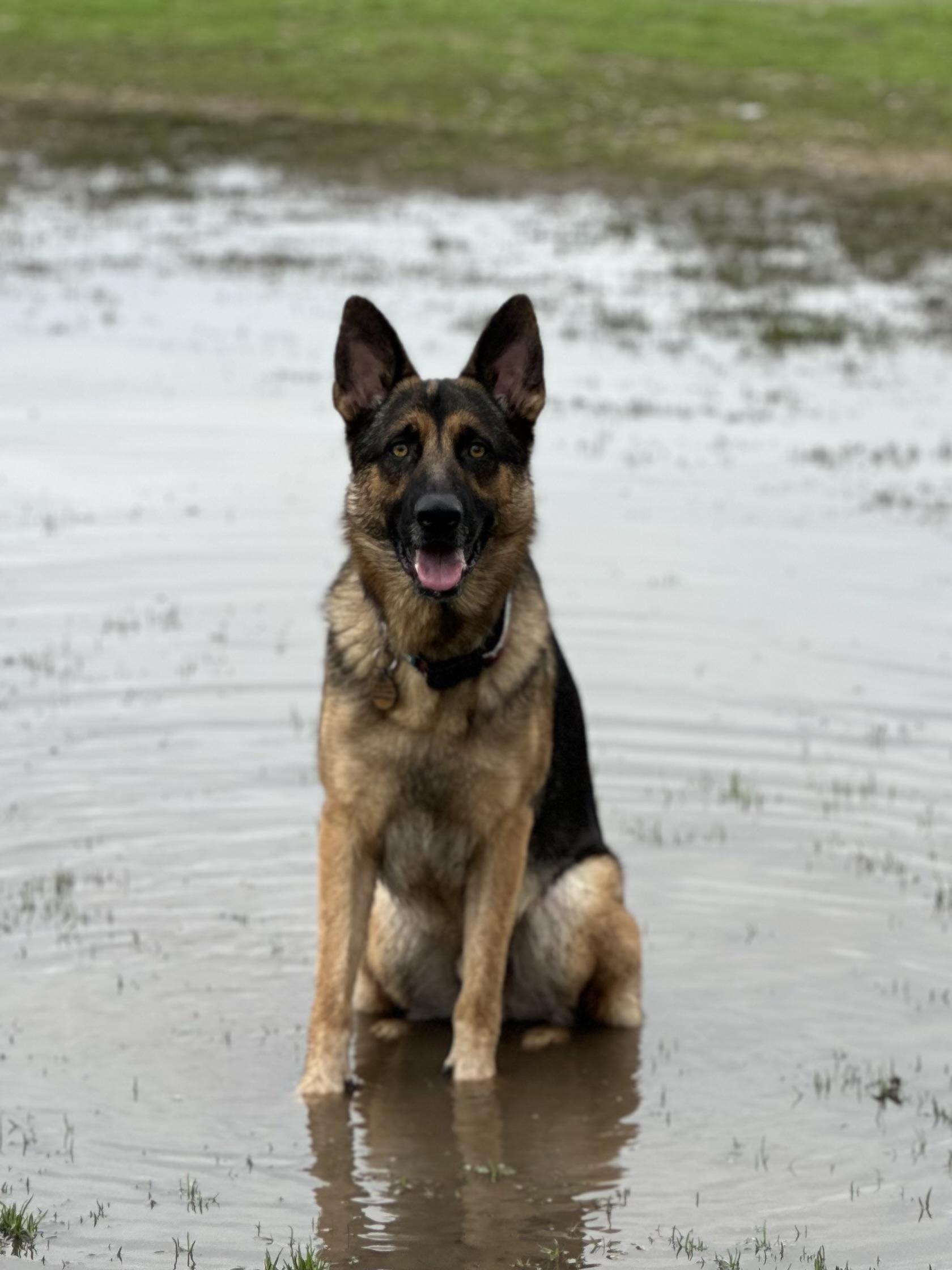 Enlarge Kenji (Owner Assist), a Adoptable mixed breed in Tracy, CA image 2/4