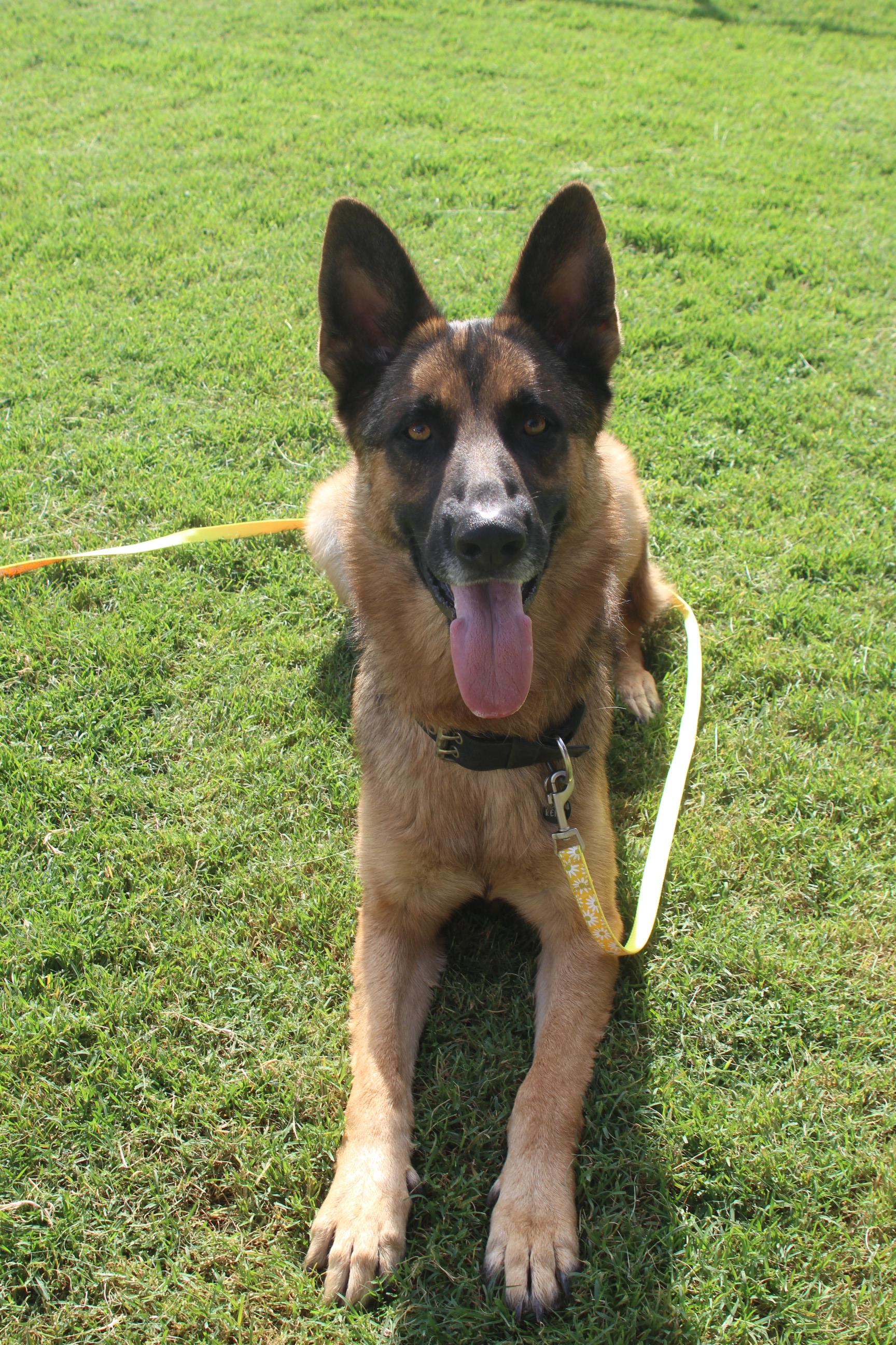 Enlarge Kenji (Owner Assist), a Adoptable mixed breed in Tracy, CA image 3/4
