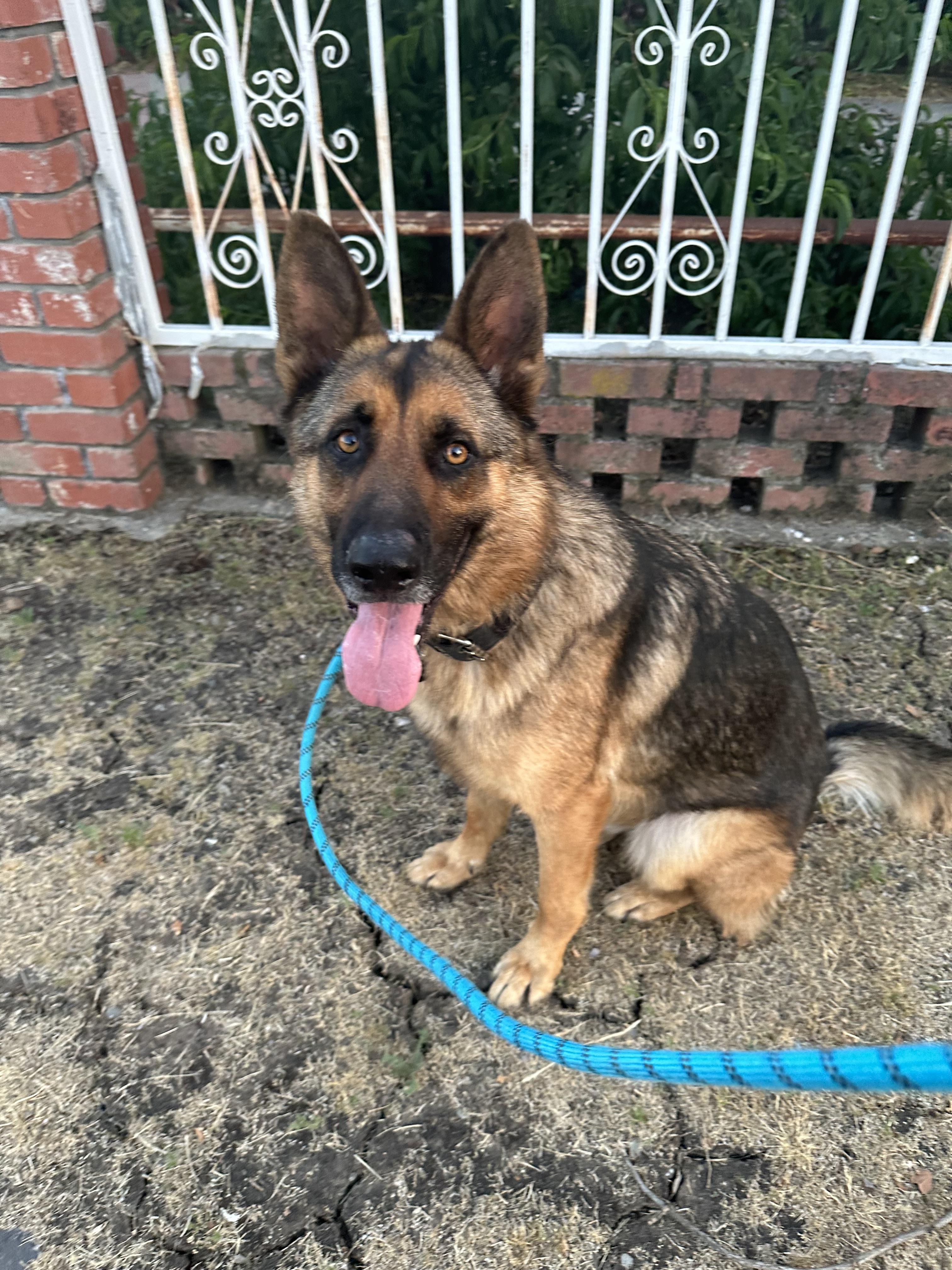 Enlarge Kenji (Owner Assist), a Adoptable mixed breed in Tracy, CA image 4/4
