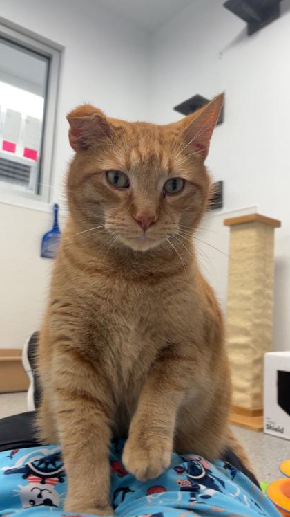 Big Mac, Adoptable, Adult Male Domestic Short Hair & Domestic Short Hair.