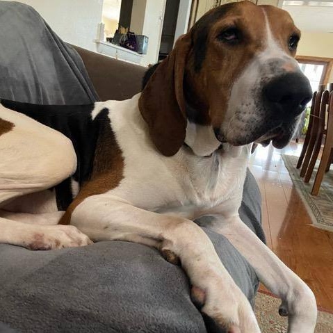 Lincoln, Adult Male Treeing Walker Coonhound