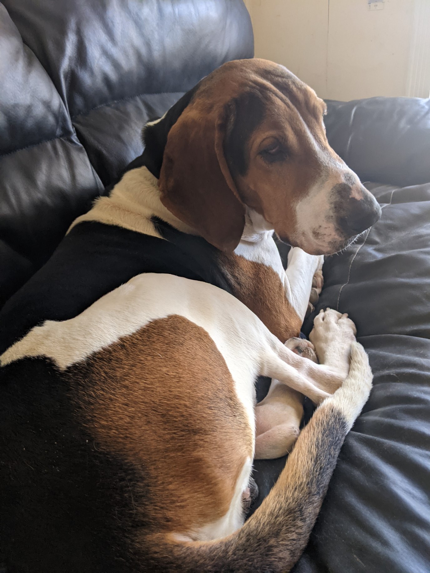 Enlarge Lincoln, a Adoptable mixed breed image 4/12