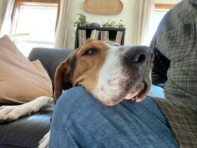 Enlarge Lincoln, a Adoptable mixed breed image 5/12