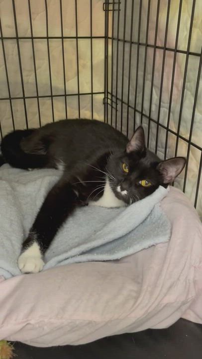 Enlarge Caddy, a Adopted Domestic Short Hair in Braintree, MA video 5/9