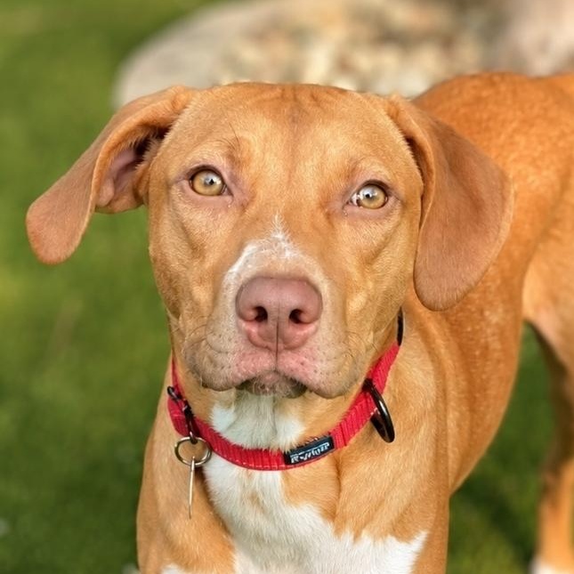 Toffee, Adoptable, Puppy Female Vizsla.