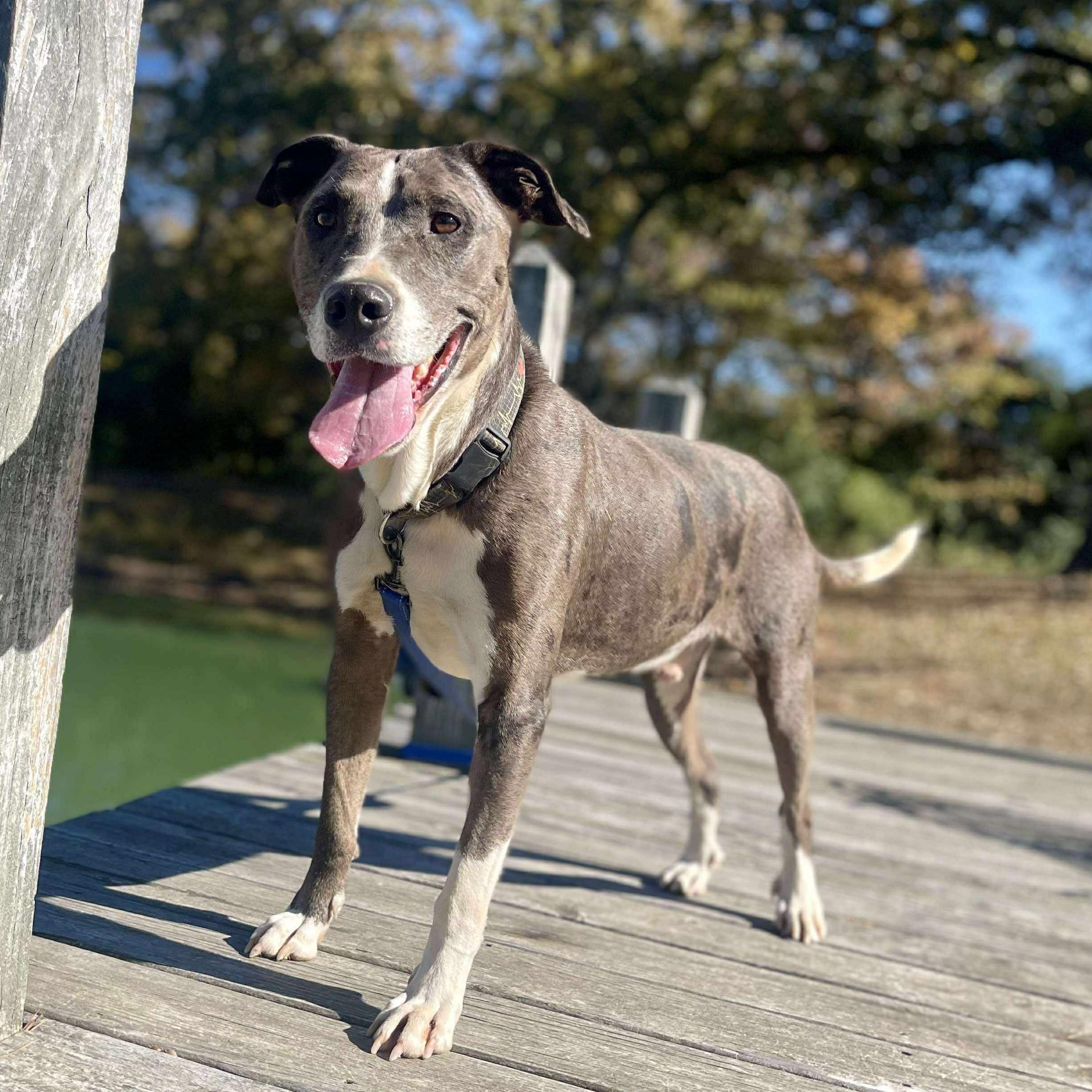 Merle, ADOPTABLE, Adult Male Mixed Breed.