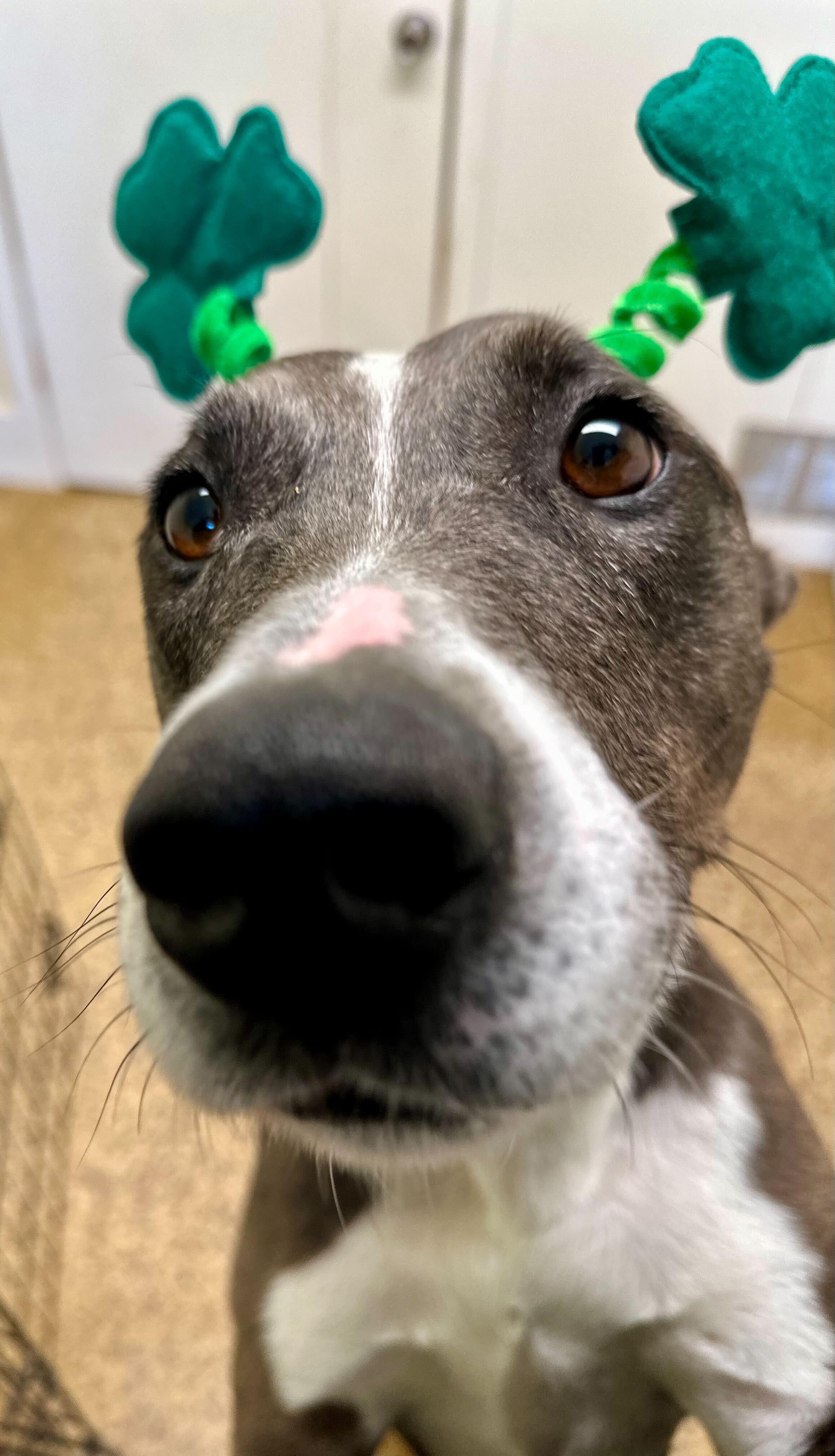 Merle *HERE IN NH*, a ADOPTABLE Mixed Breed in Northwood, NH image 5/5