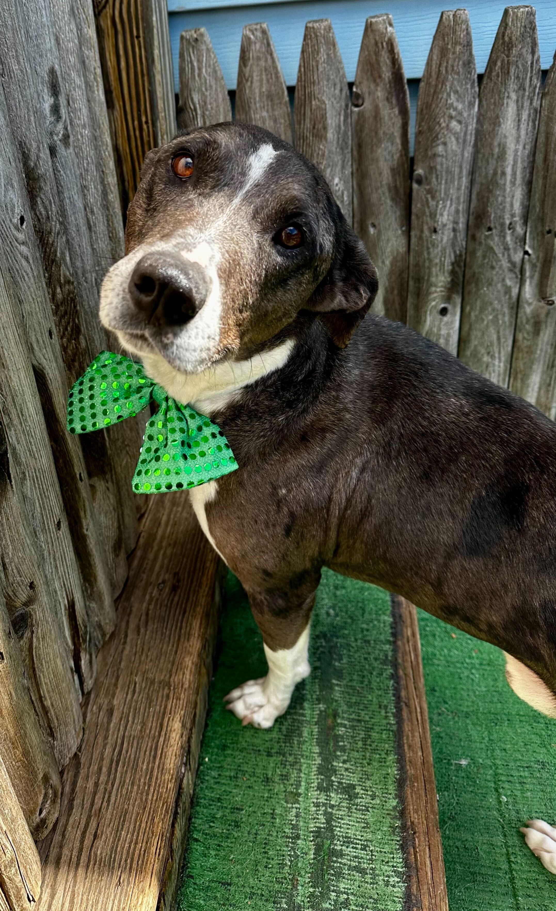 Merle *HERE IN NH*, a ADOPTABLE Mixed Breed in Northwood, NH image 4/5