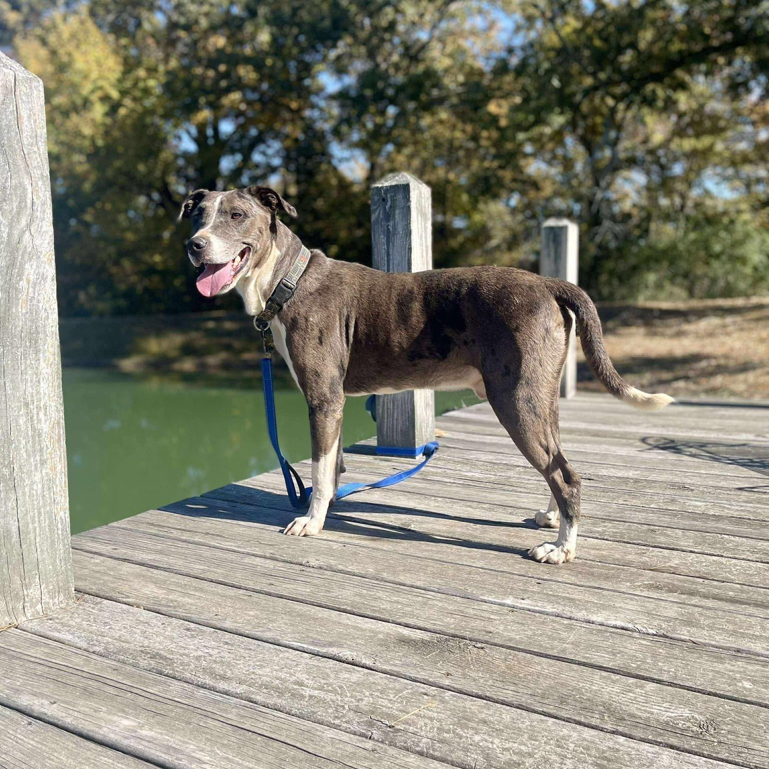 Merle, a ADOPTABLE Mixed Breed in Northwood, NH image 3/3