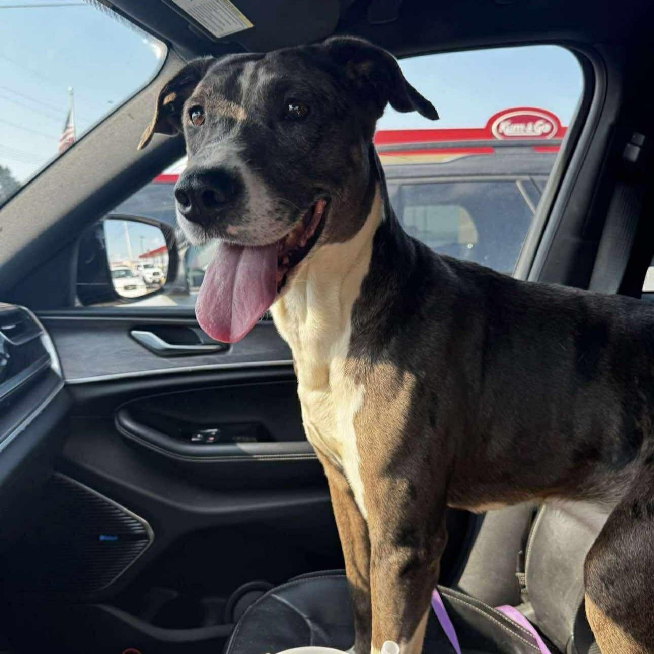 Merle, a ADOPTABLE Mixed Breed in Northwood, NH image 2/3