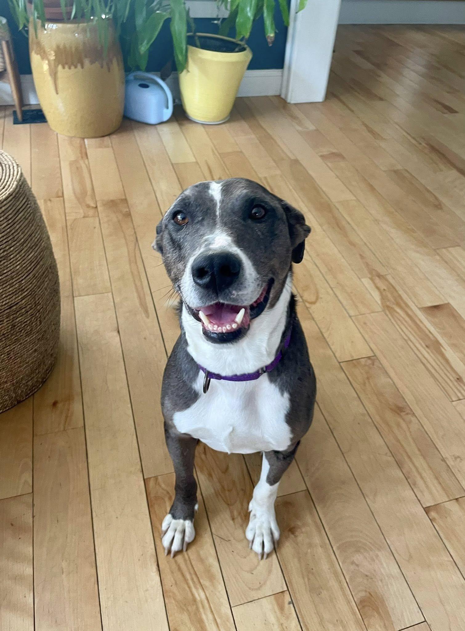 Merle *HERE IN NH*, a other Mixed Breed in Northwood, NH image 5/5