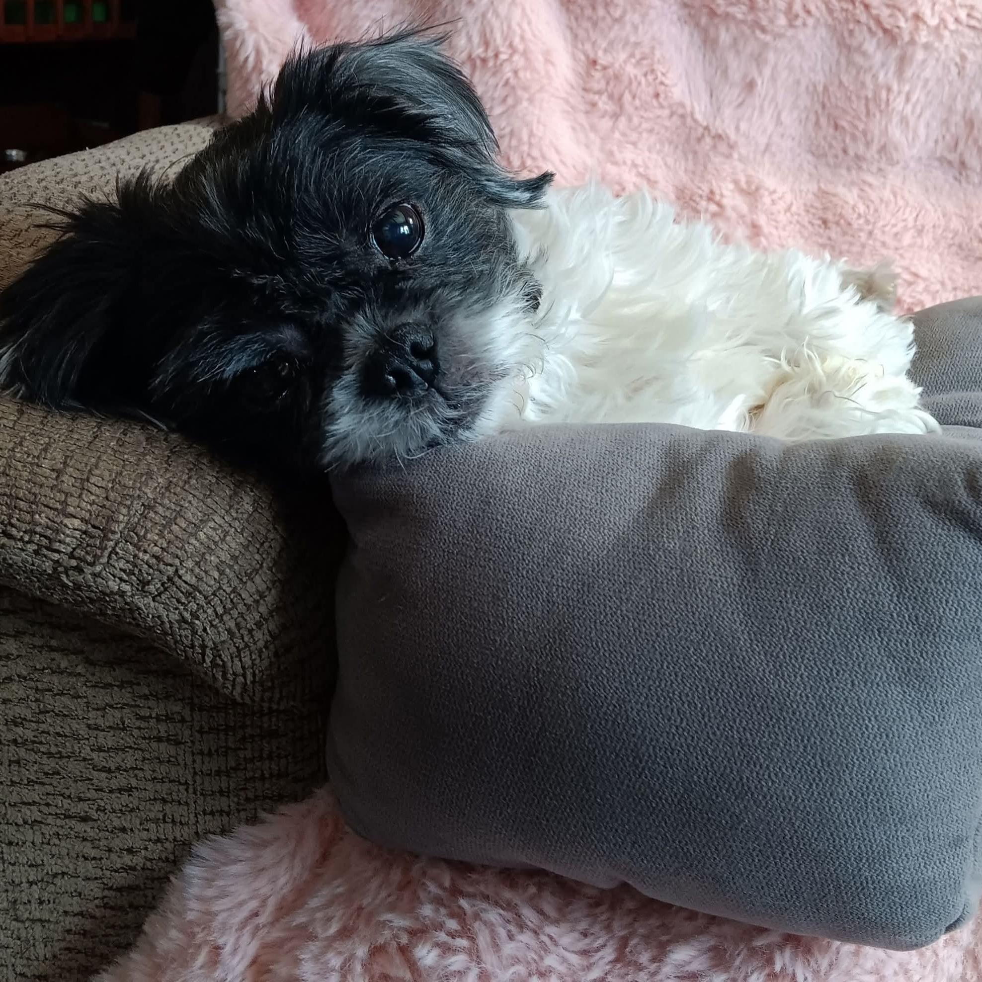 Enlarge Tyson, a ADOPTABLE Shih Tzu in Kentwood, MI image 1/3