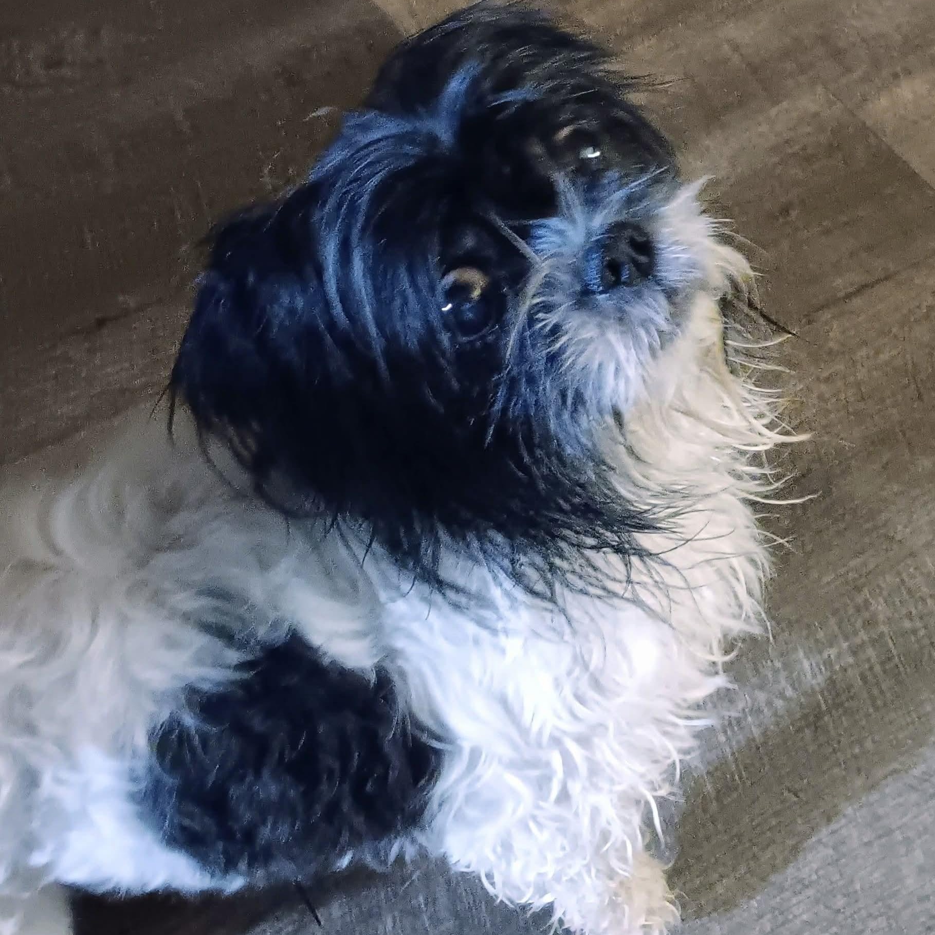 Enlarge Tyson, a ADOPTABLE Shih Tzu in Kentwood, MI image 3/3