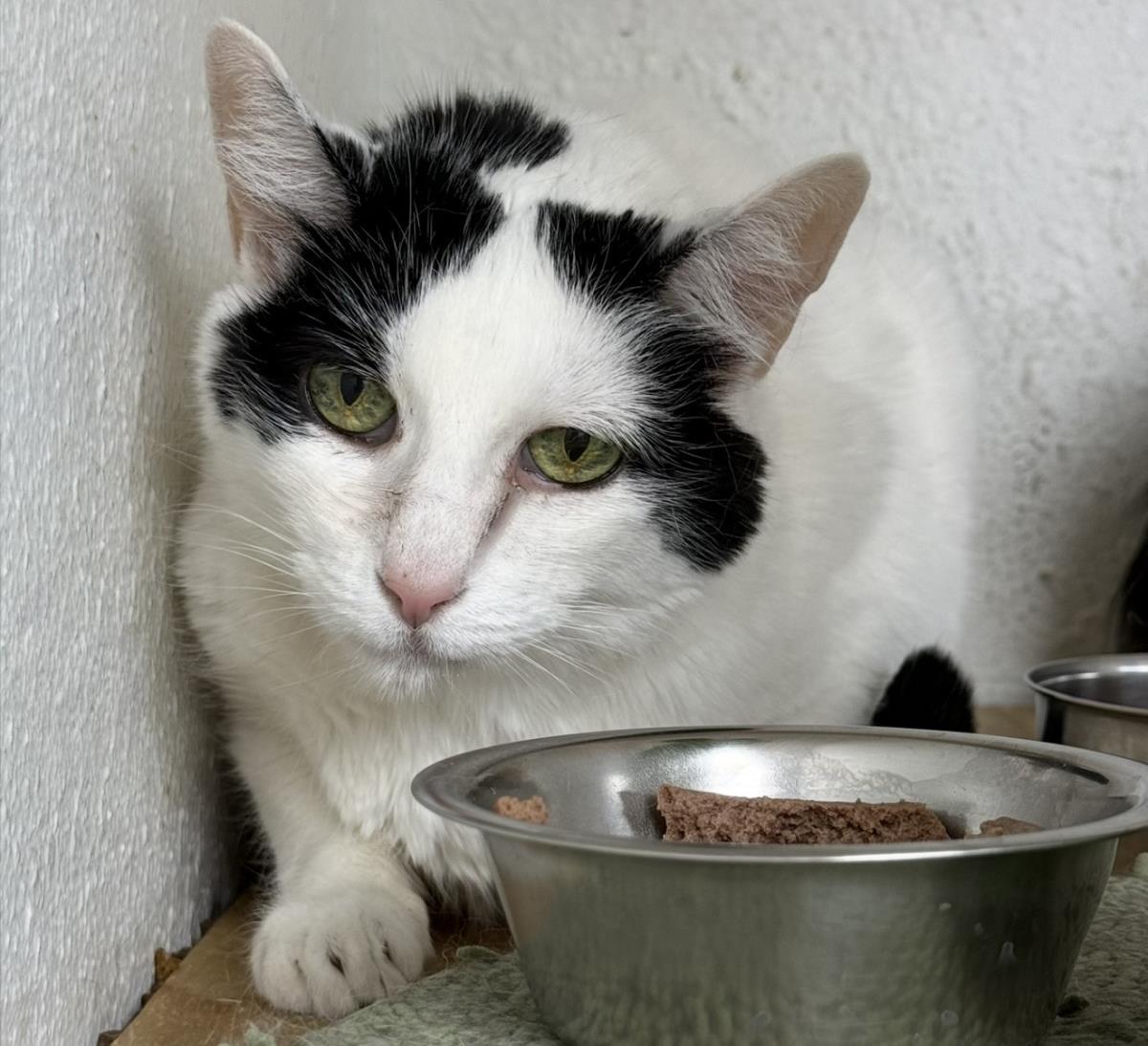 Enlarge Faith Salhuona, a Adoptable mixed breed in Chandler, AZ image 1/3