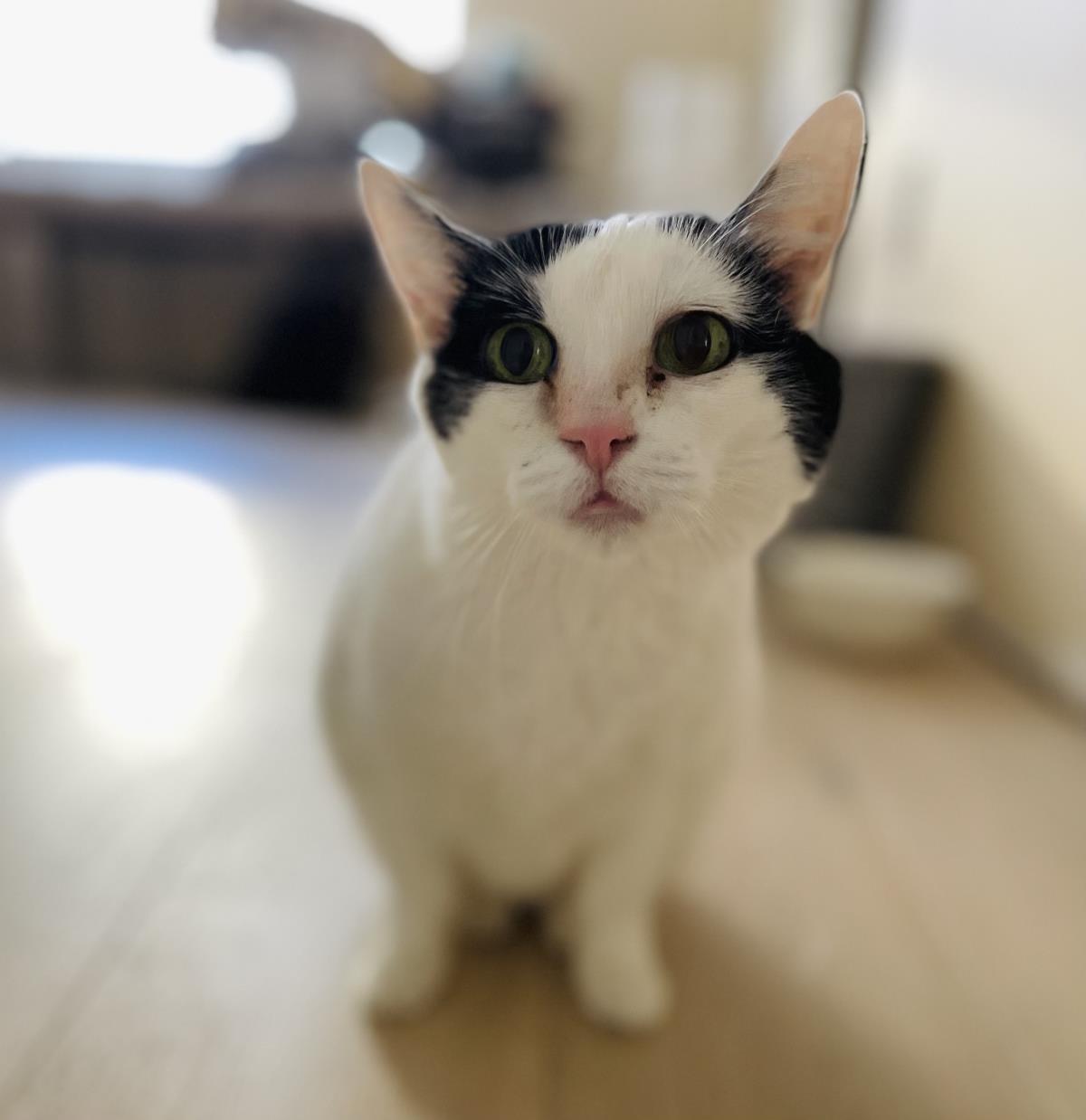 Enlarge Faith Salhuona, a Adoptable mixed breed in Chandler, AZ image 3/3