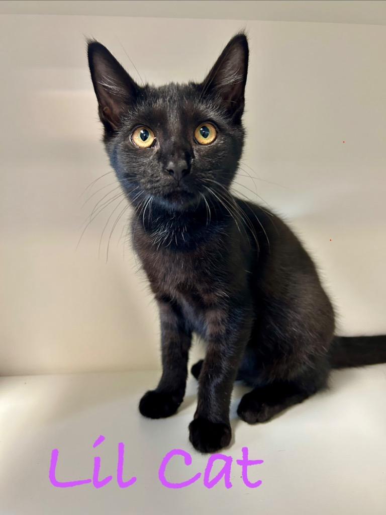 Lil Cat, Adoptable, Kitten Female Domestic Short Hair.