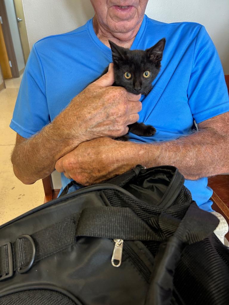 Enlarge Lil Cat, a Adoptable mixed breed in West Union, OH image 2/2