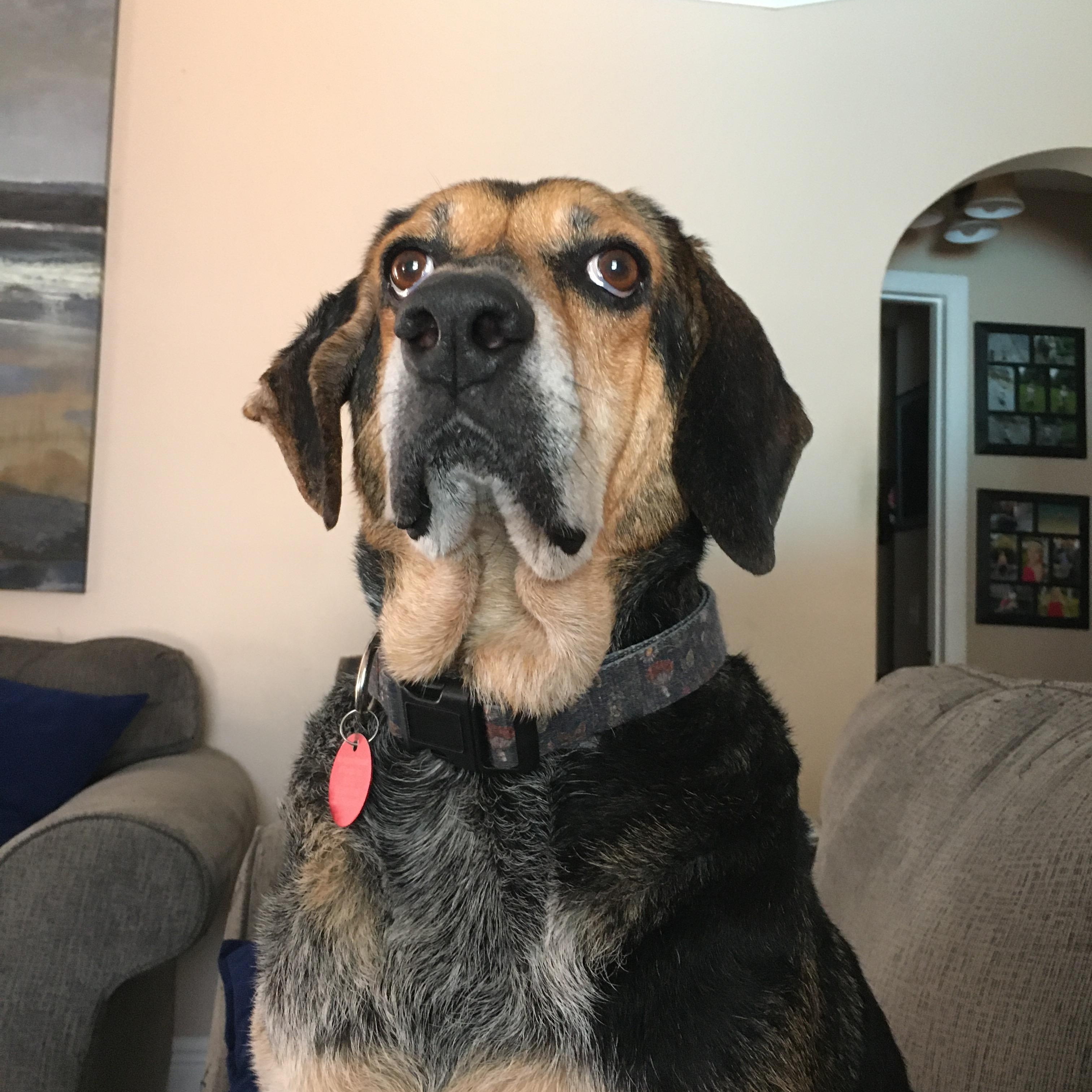 Enlarge Boba, a Adoptable mixed breed in Port Saint Lucie, FL image 6/6