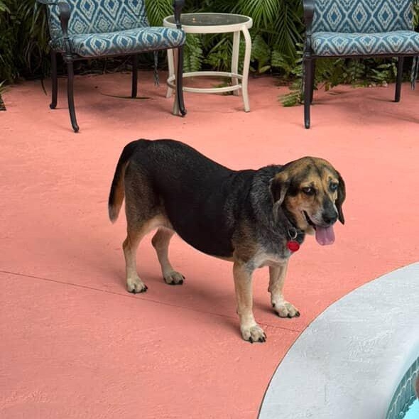 Enlarge Boba, a Adoptable mixed breed in Port Saint Lucie, FL image 1/6