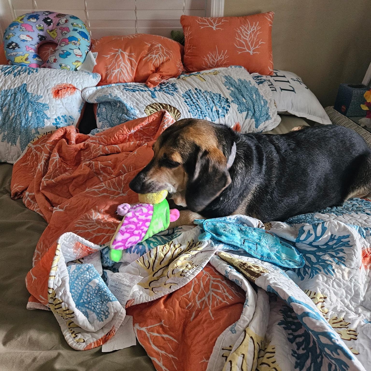 Enlarge Boba, a Adoptable mixed breed in Port Saint Lucie, FL image 2/6