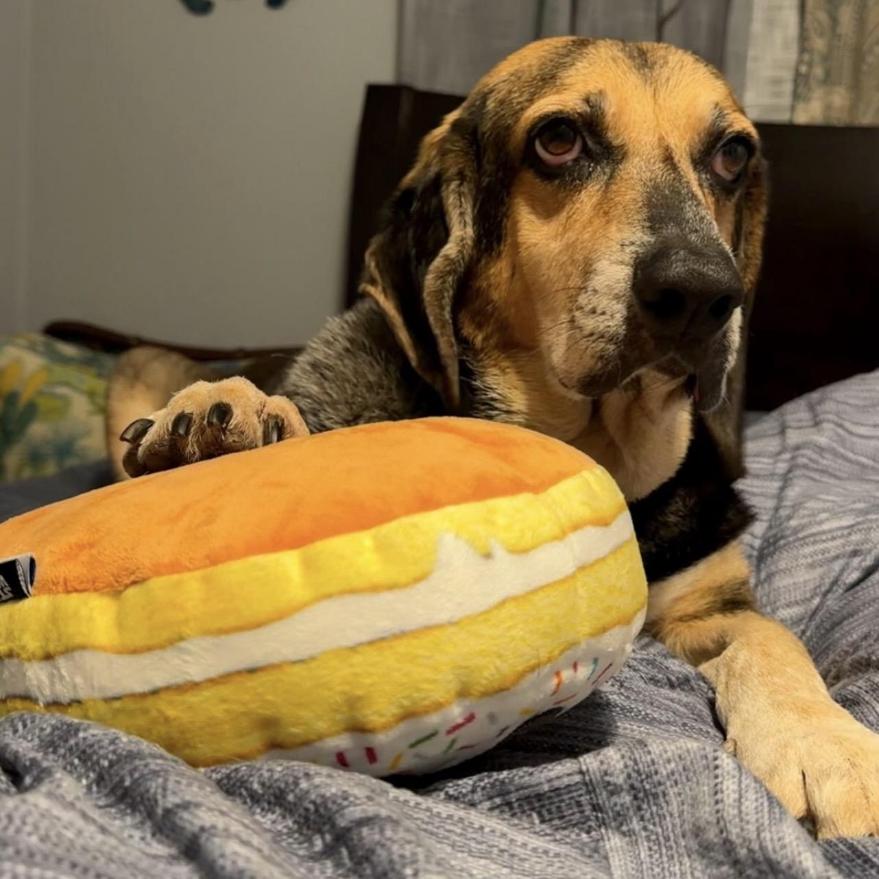 Boba, a Adoptable mixed breed in Port Saint Lucie, FL image 1/6
