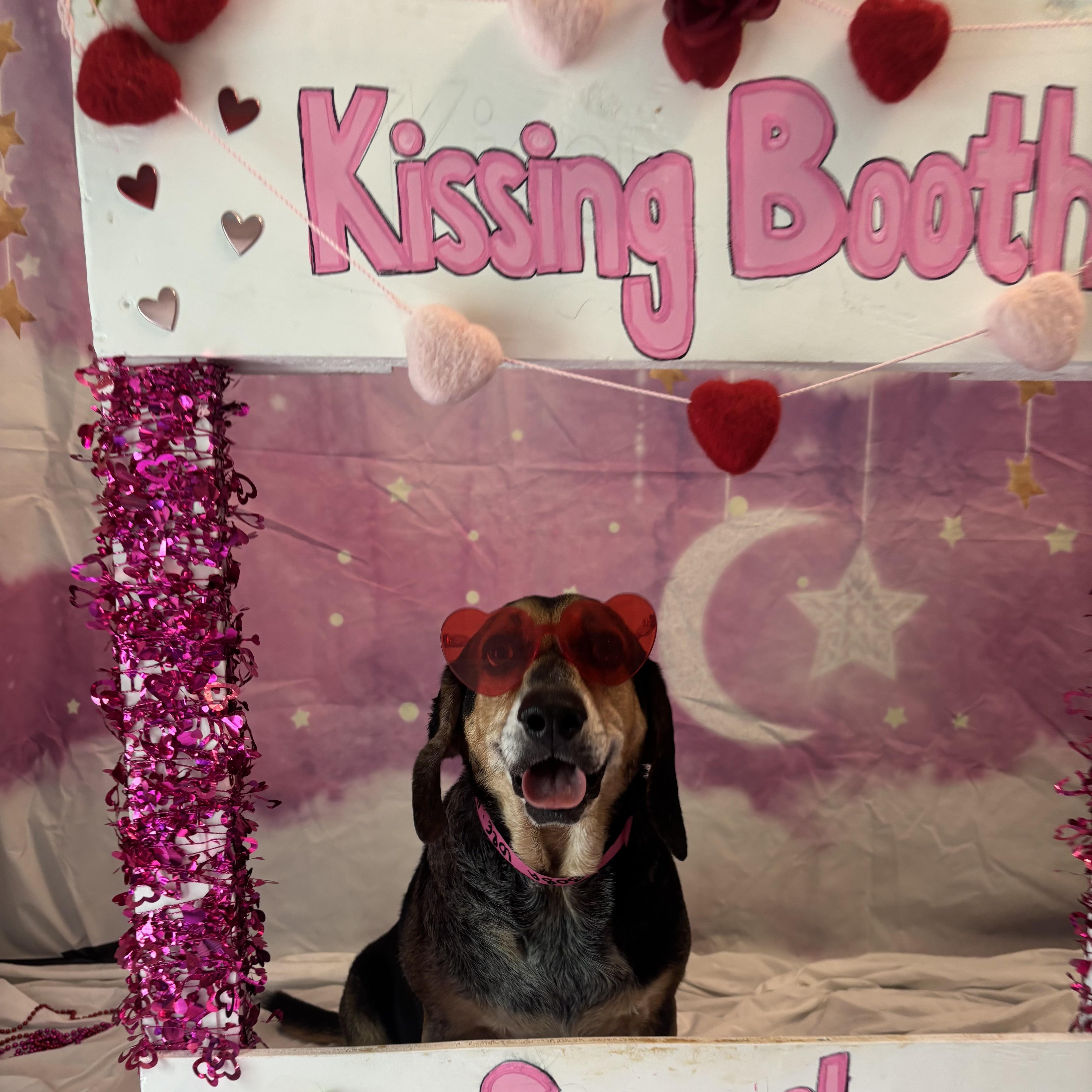 Enlarge Boba, a Adoptable mixed breed in Port Saint Lucie, FL image 5/6