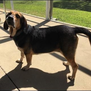 Enlarge Boba, a Adoptable mixed breed in Port Saint Lucie, FL image 3/6