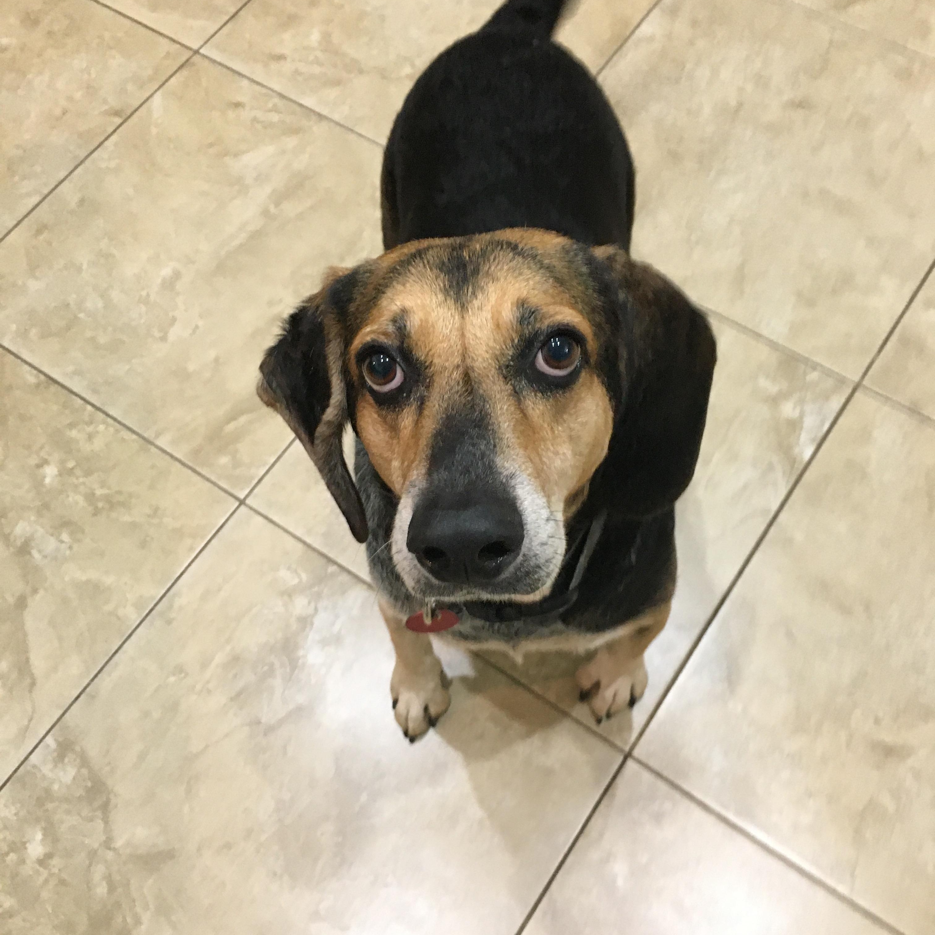 Enlarge Boba, a Adoptable mixed breed in Port Saint Lucie, FL image 4/6