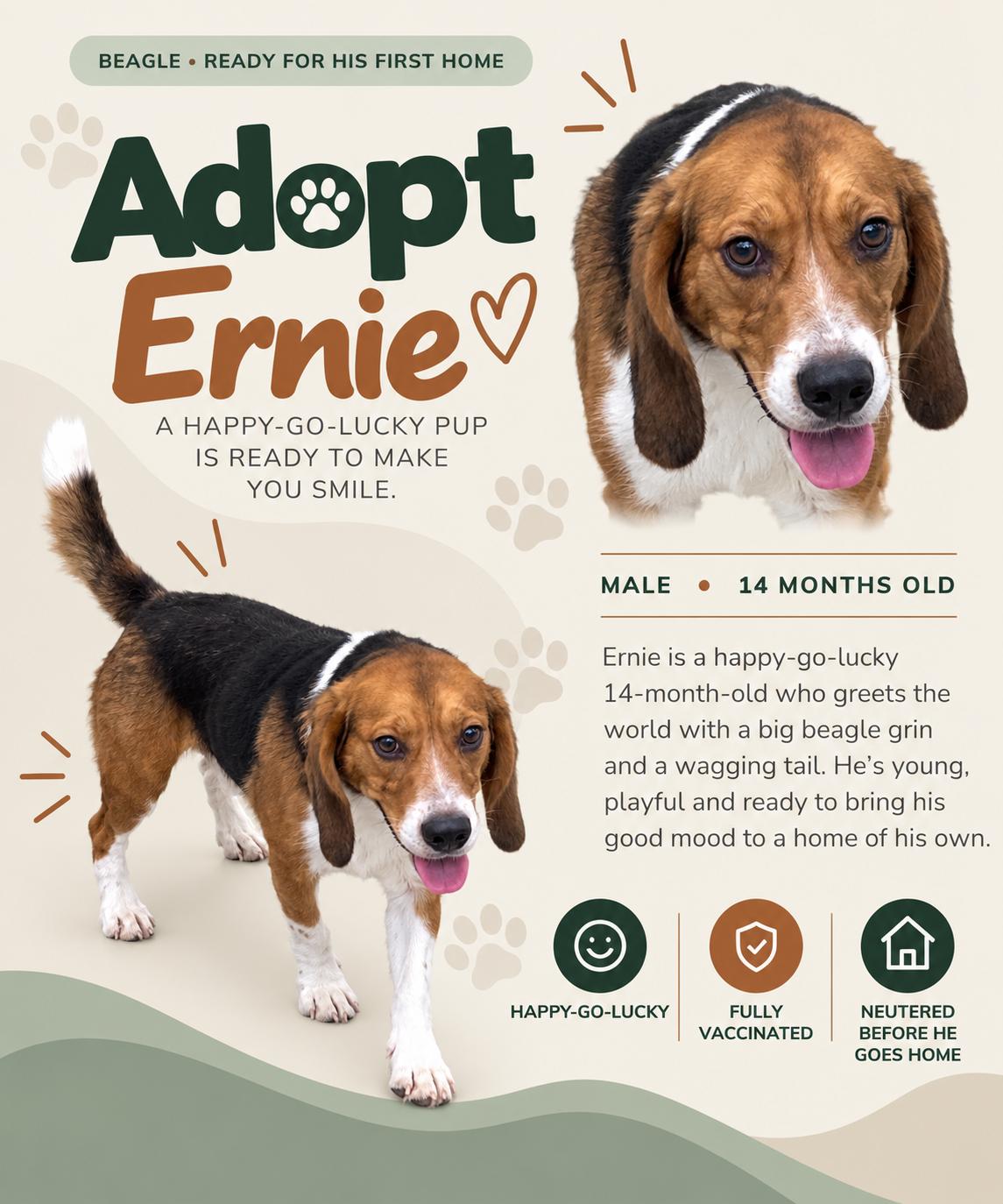 Enlarge Ernie (Washington DC), a Adoptable Beagle in Washington DC, DC image 2/2
