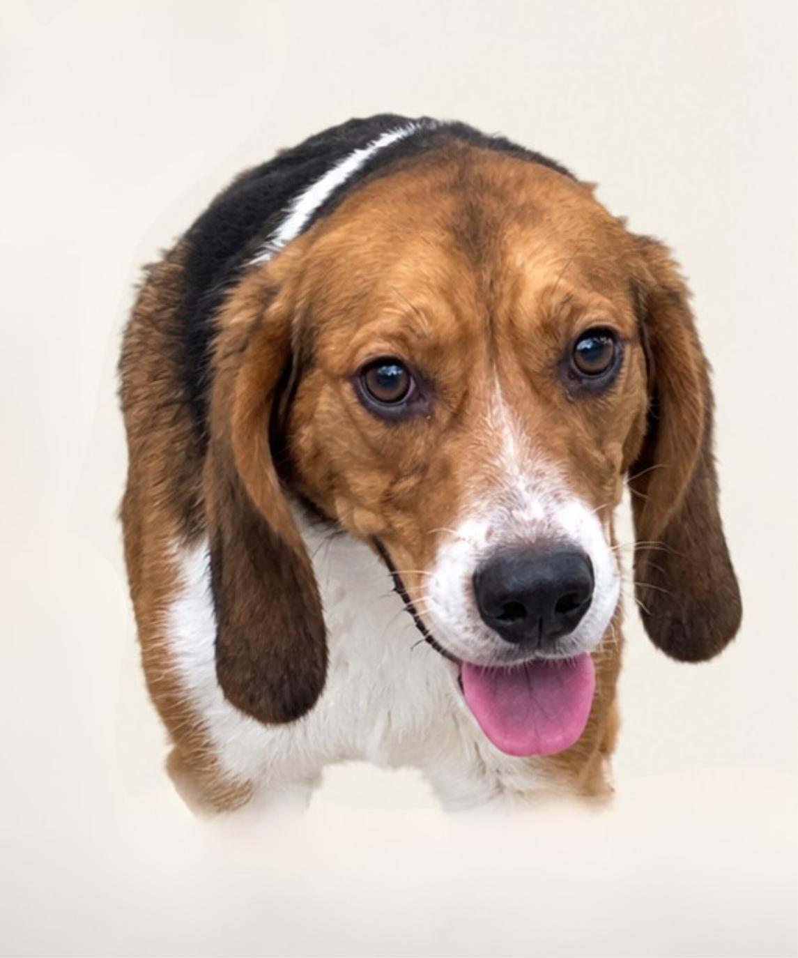 Ernie (Washington DC), Adoptable, Adult Male Beagle.