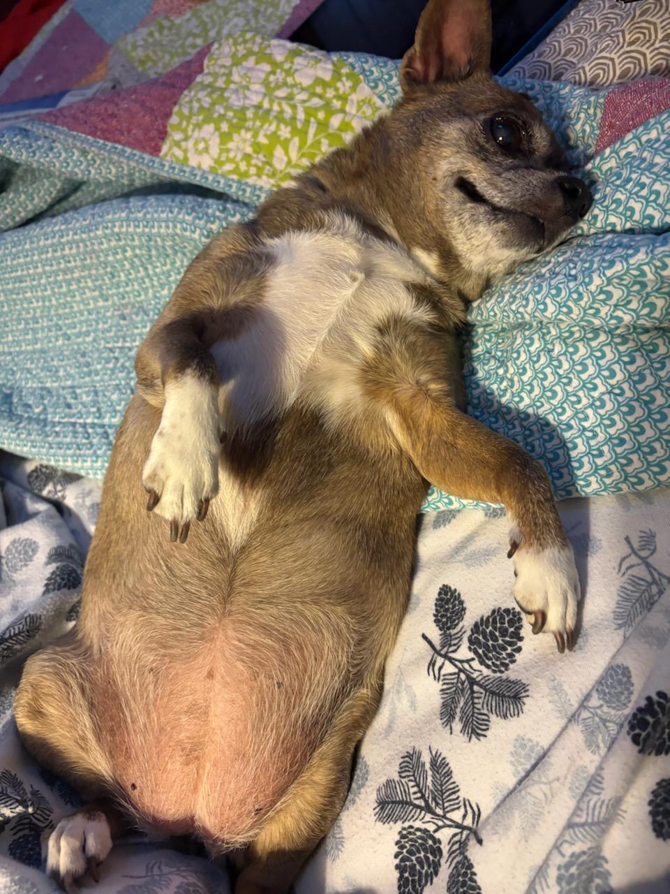 Besse, an adopted mixed breed in Eureka, CA image 2/3