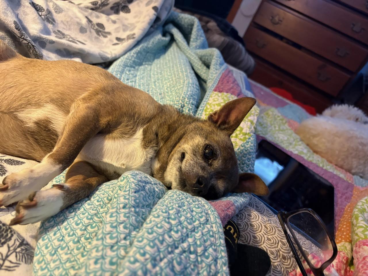 Besse, an adopted mixed breed in Eureka, CA image 1/3