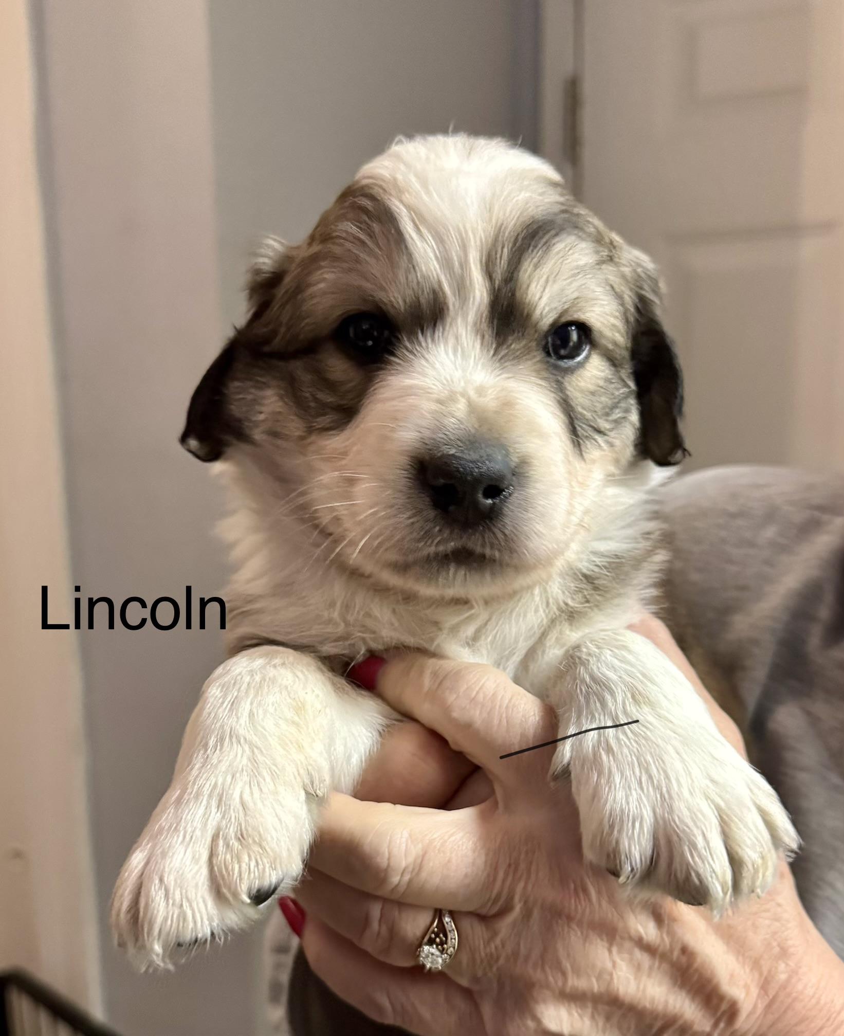 Lincoln (Male) , a Adoptable mixed breed in West Grove, PA image 4/5