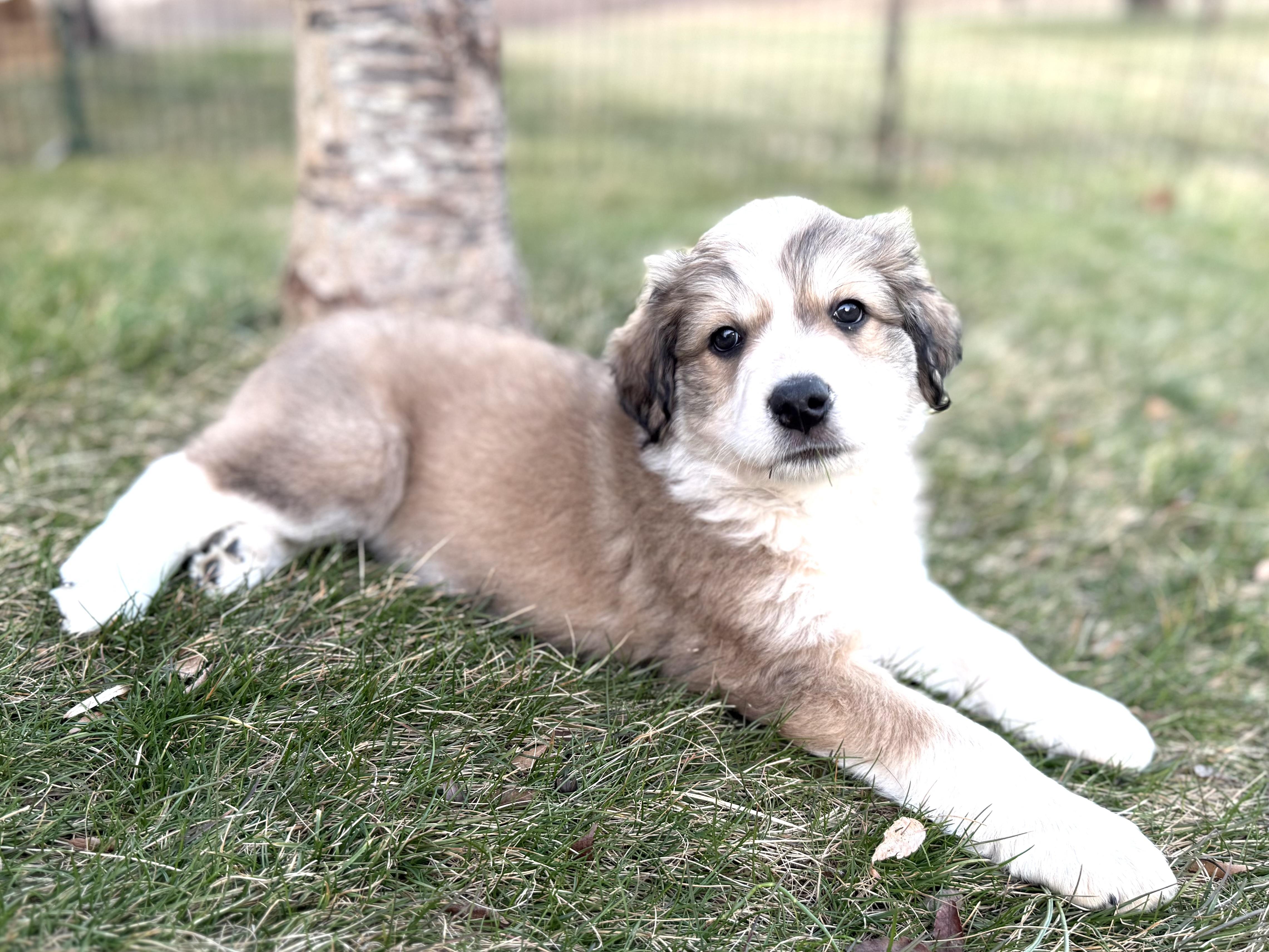 Lincoln (Male) , a Adoptable mixed breed in West Grove, PA image 2/5