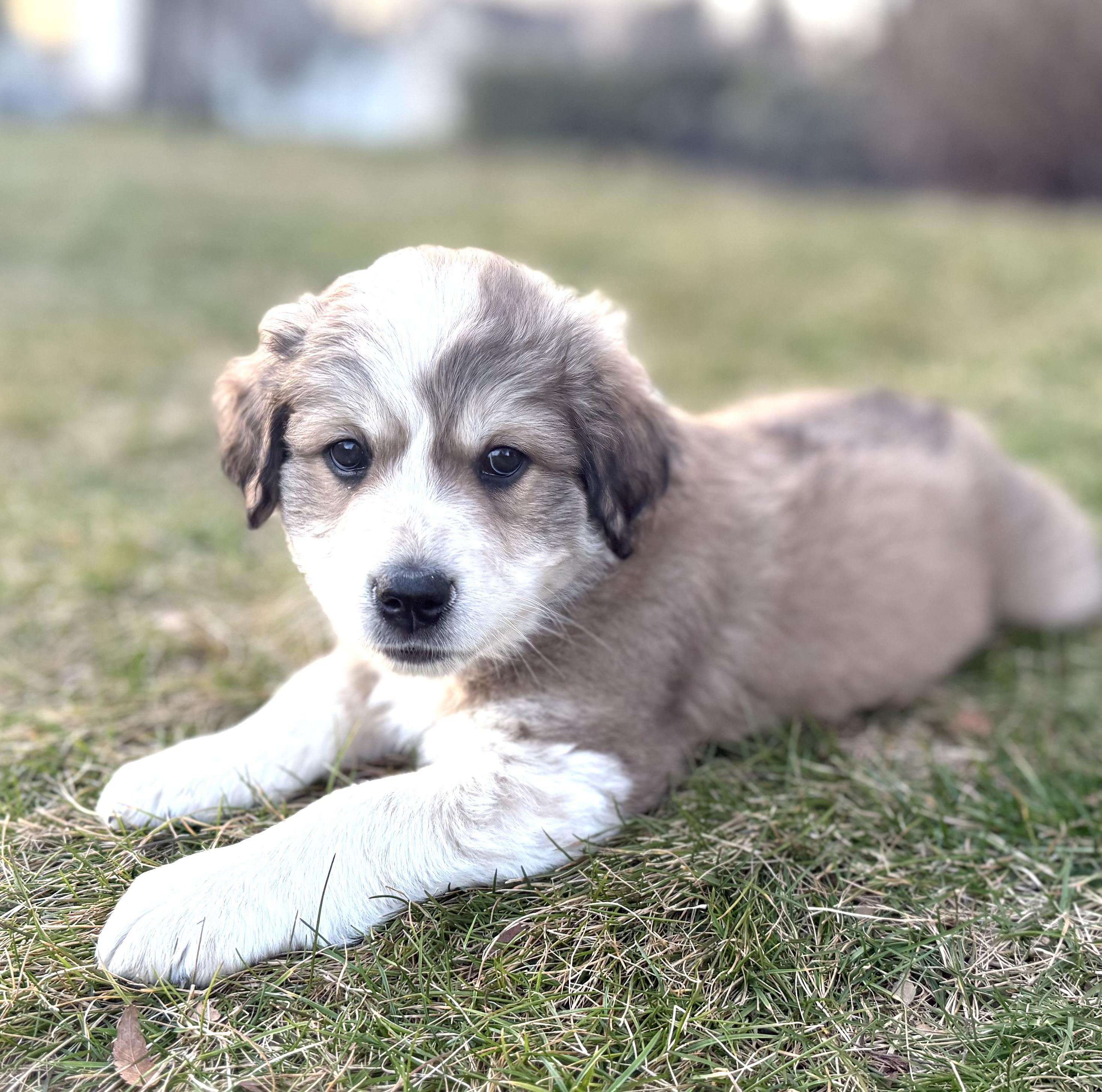 Lincoln (Male) , a Adoptable mixed breed in West Grove, PA image 3/5