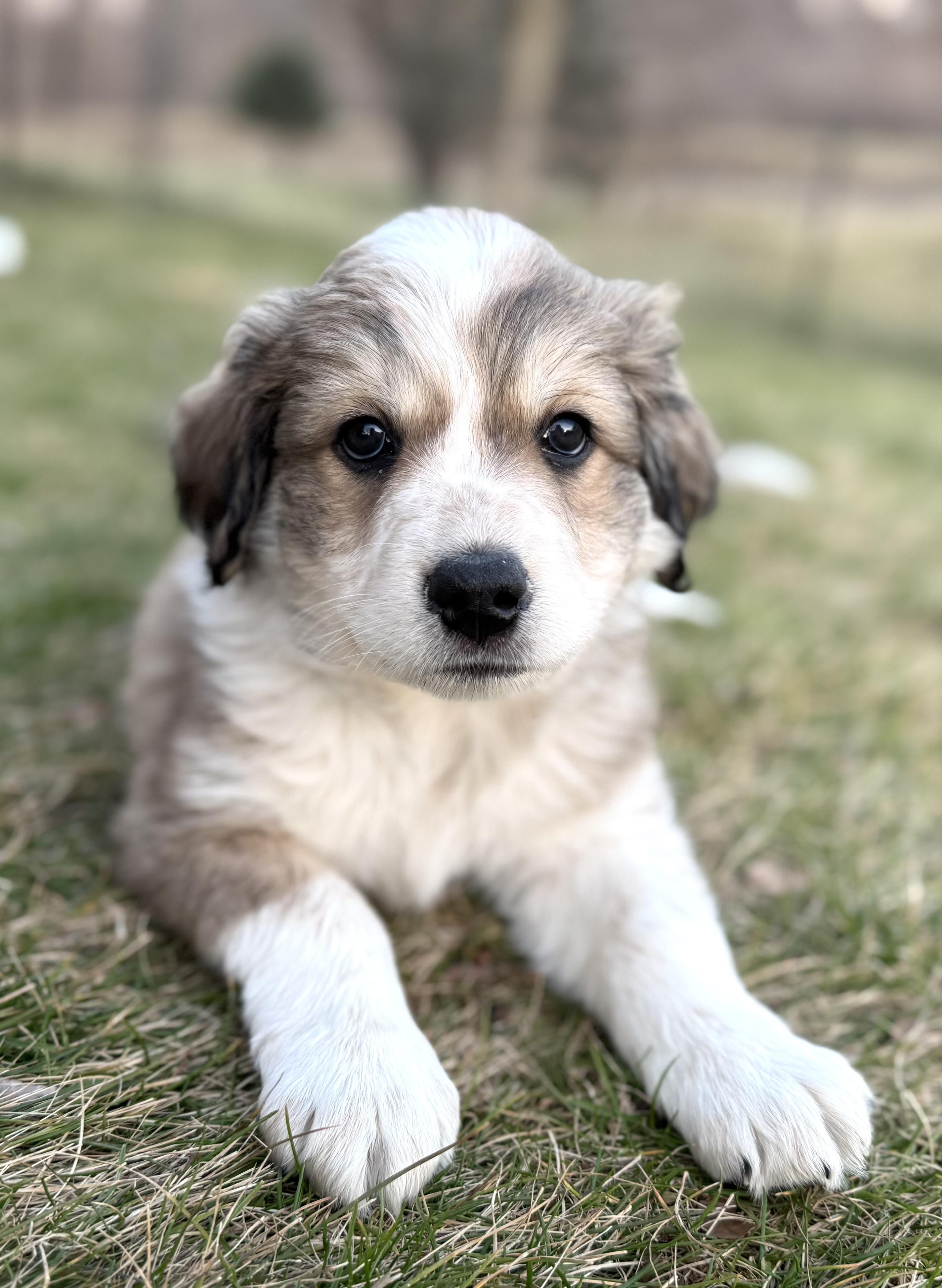 Lincoln  (Male) , Adoptable, Puppy Male Border Collie & Great Pyrenees.