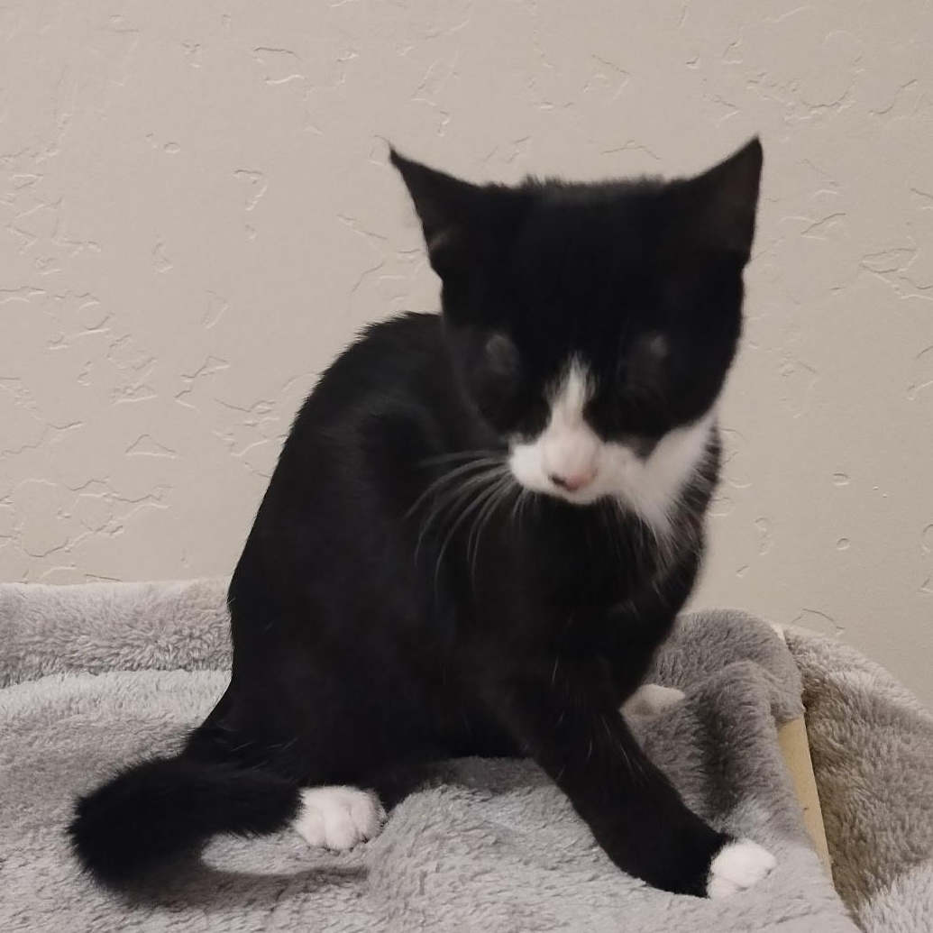 Enlarge Fria – A Little Tuxedo with a Big Voice and an Even Bigger Heart , an adoptable Tuxedo in Prescott, AZ image 2/3