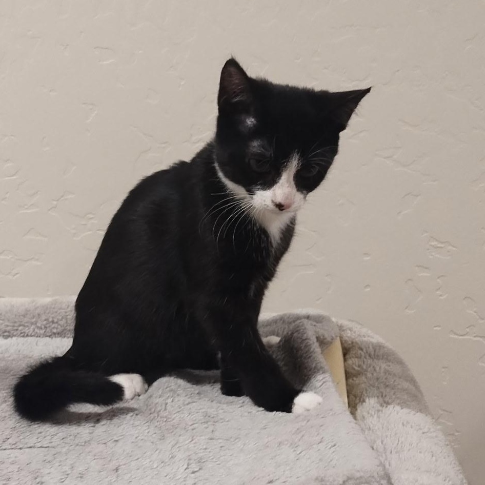 Enlarge Fria – A Little Tuxedo with a Big Voice and an Even Bigger Heart , an adoptable Tuxedo in Prescott, AZ image 1/3