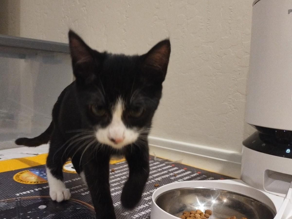 Enlarge Fria – A Little Tuxedo with a Big Voice and an Even Bigger Heart , an adoptable Tuxedo in Prescott, AZ image 3/3