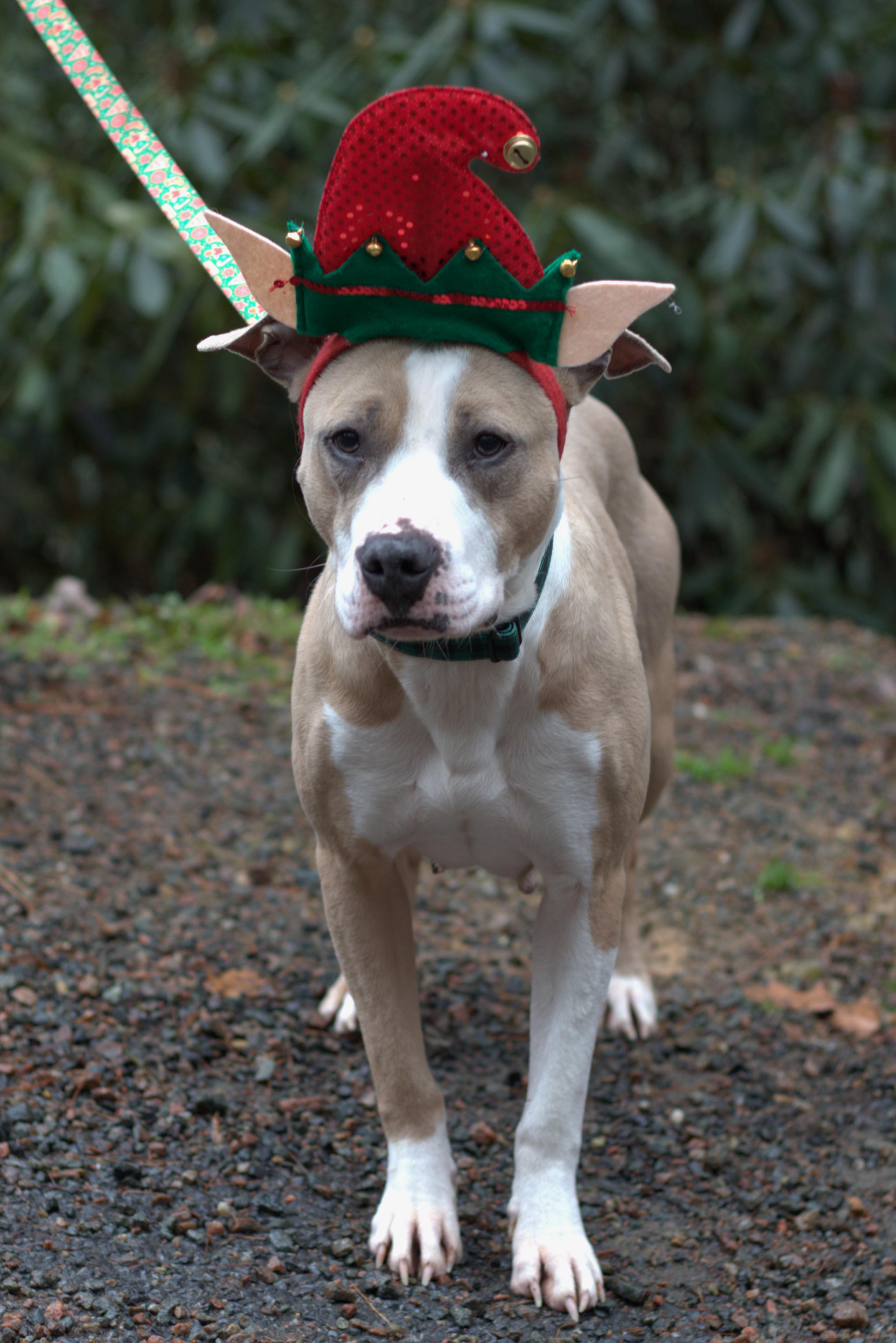 Enlarge Athena, a Adoptable American Staffordshire Terrier in Mountain City, TN image 1/1