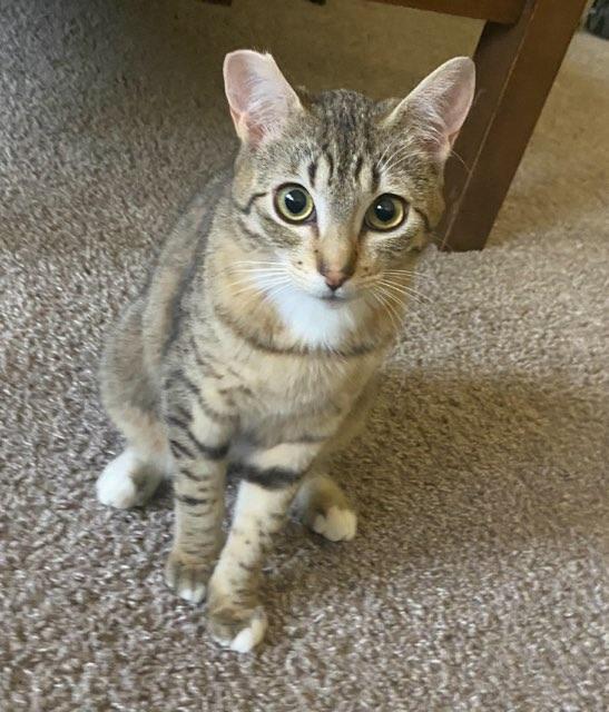 Valencia, ADOPTABLE, Young Female Domestic Short Hair.