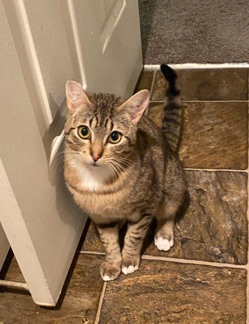 Valencia, a ADOPTABLE Domestic Short Hair in Des Moines , WA image 3/4