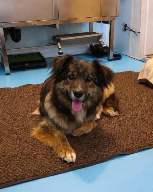 Sasha, a Adoptable mixed breed in Clive, AB image 2/4