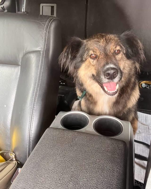 Sasha, a Adoptable mixed breed in Clive, AB image 3/4