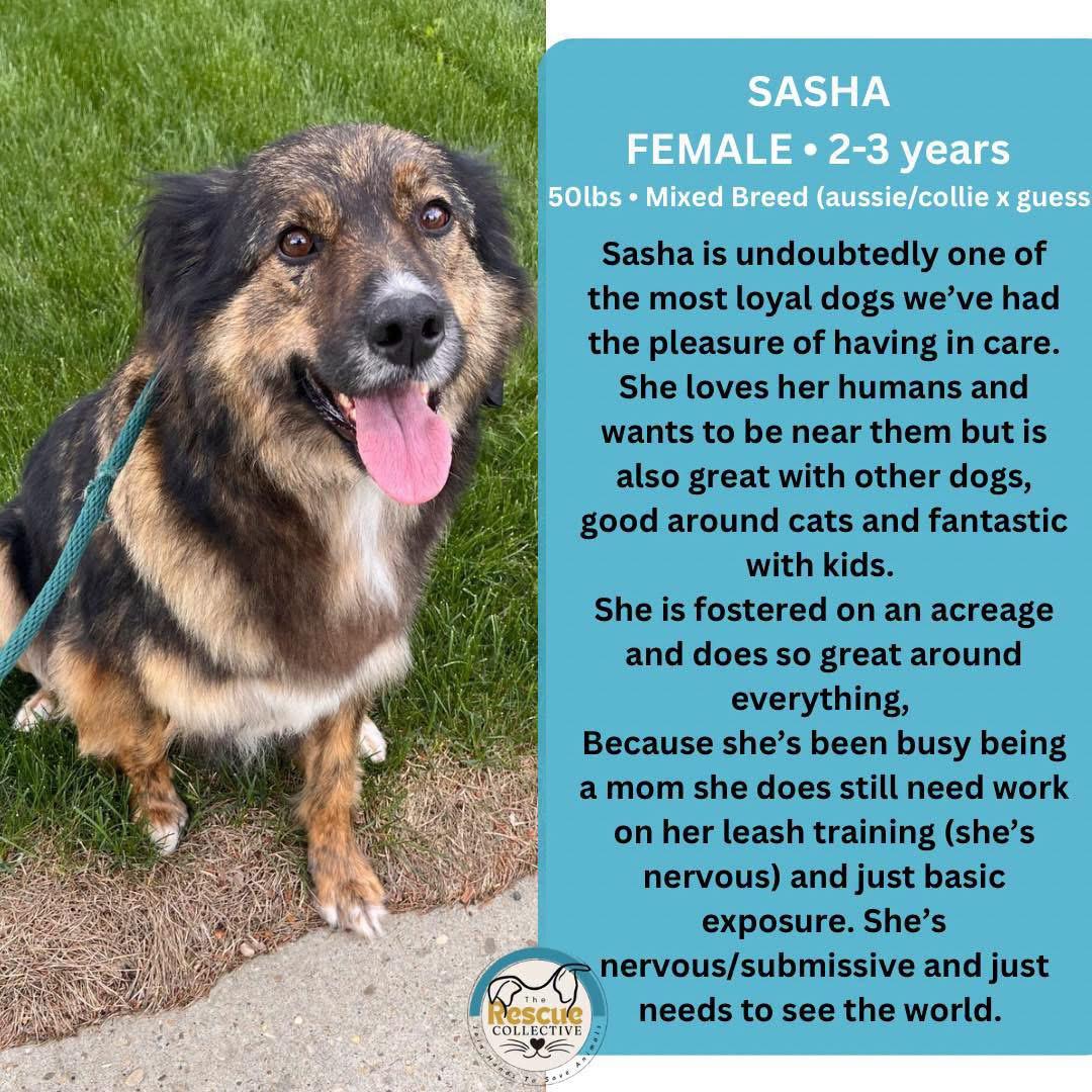 Sasha, a Adoptable mixed breed in Clive, AB image 1/4