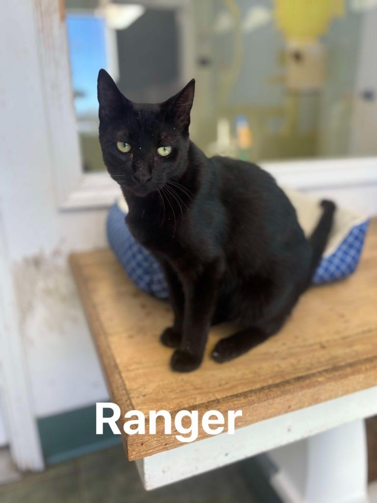 Ranger, Adopted, Young Male Domestic Short Hair.