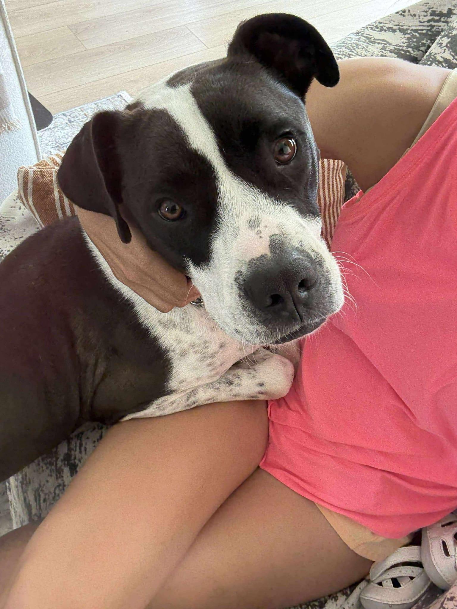 Enlarge Elliot, a Adoptable mixed breed in Yonkers, NY image 5/6