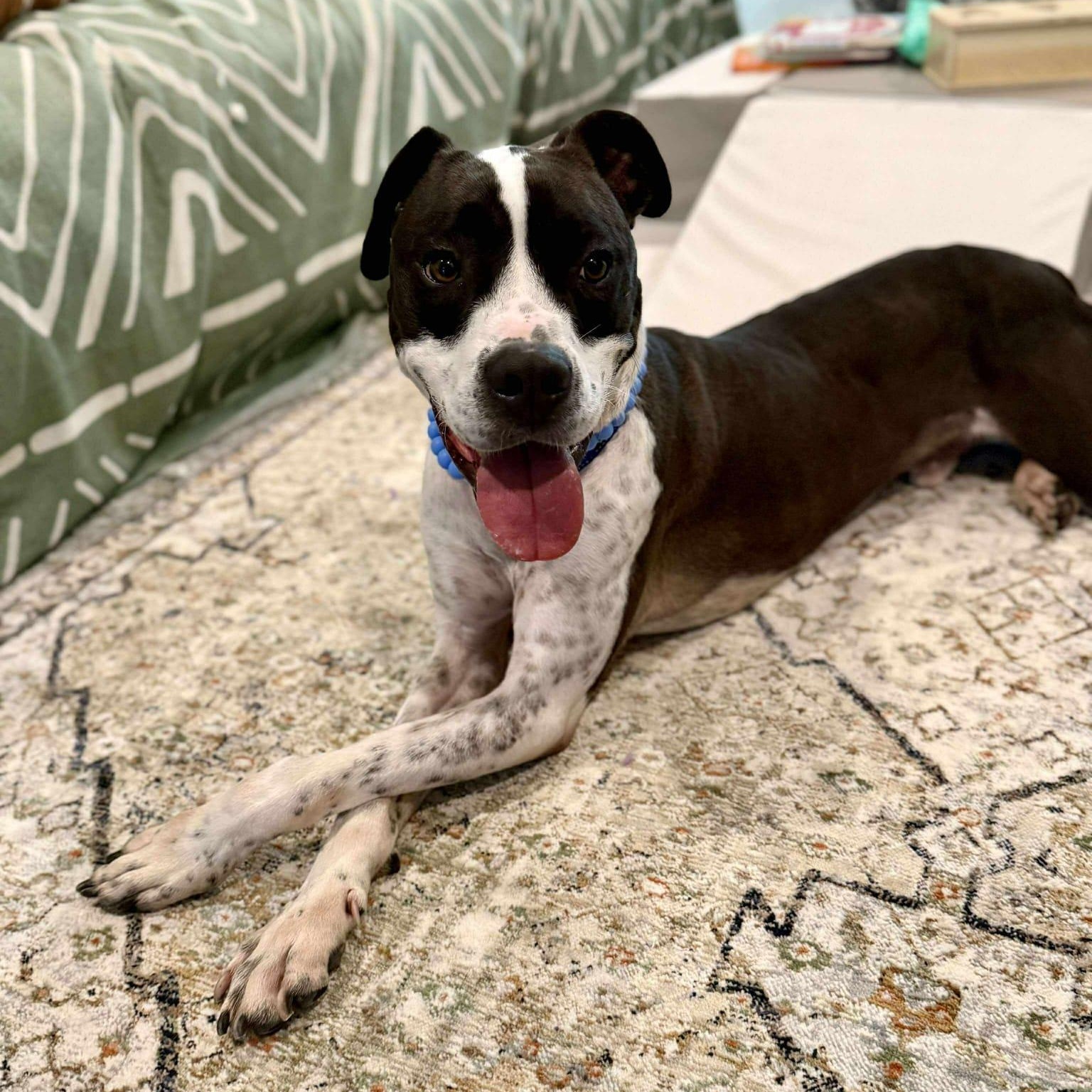 Enlarge Elliot, a Adoptable mixed breed in Yonkers, NY image 4/6