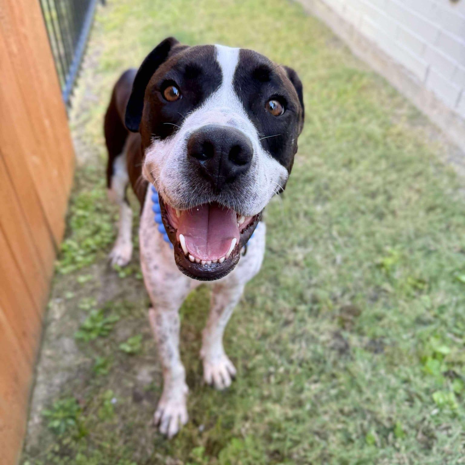 Elliot, Adoptable, Adult Male Pit Bull Terrier.